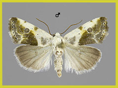 A. candefacta