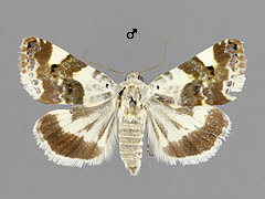 A. lucida