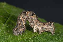 A. lucida