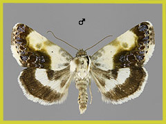 A. melanura