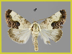 A. titania