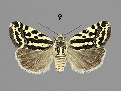 A. trabealis
