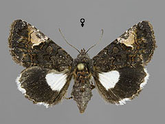 A. funesta