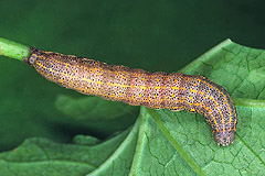 A. funesta