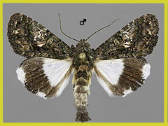 A. leucomelas