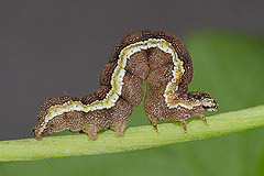 A. trabealis