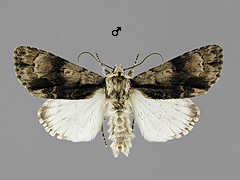 A. alni