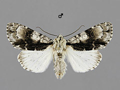 A. alni