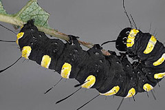 A. alni