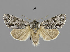 A. auricoma