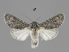 A. cinerea