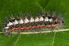 A. cinerea
