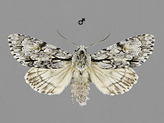 A. cuspis