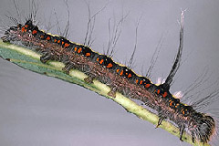 A. cuspis