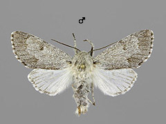 A. leporina