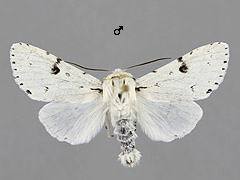 A. leporina