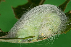 A. leporina