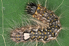 A. megacephala