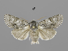 A. menyanthidis