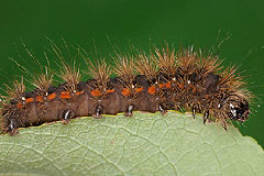 A. menyanthidis