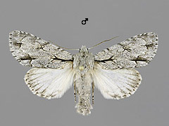 A. psi