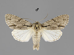 A. psi