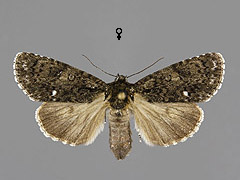 A. rumicis