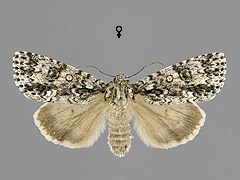 A. rumicis