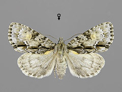 A. strigosa