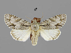 A. tridens