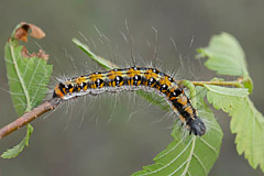 A. tridens