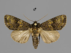 C. ligustri