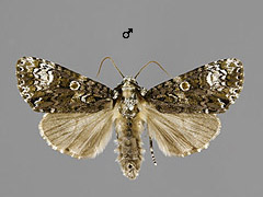 C. ligustri