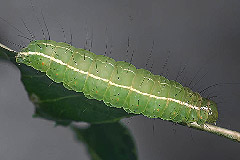 C. ligustri