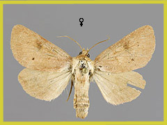 E. contaminei