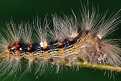 M. alpium