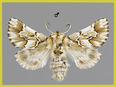 O. geographica