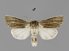 S. albovenosa