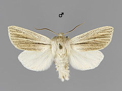 S. albovenosa