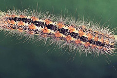 S. albovenosa