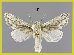 S. dentinosa
