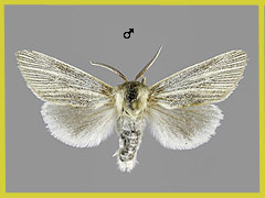 S. nervosa