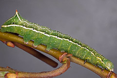 A. berbera