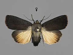 A. livida