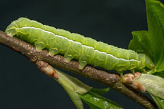 A. livida