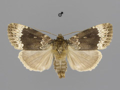 A. perflua