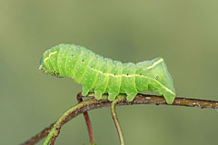 A. perflua
