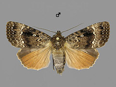 A. pyramidea