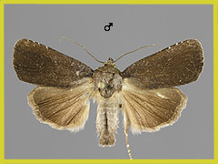 A. tetra