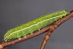A. tragopoginis